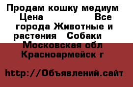 Продам кошку медиум › Цена ­ 6 000 000 - Все города Животные и растения » Собаки   . Московская обл.,Красноармейск г.